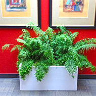 Ferns in white planters, red wall